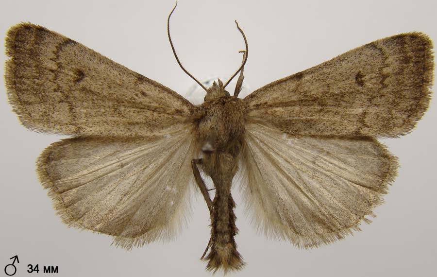 Athetis pallustris (6)